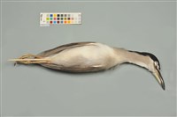 藏品(夜鷺)的圖片